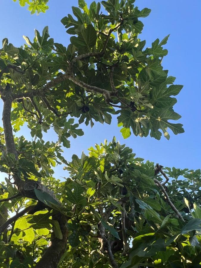 Agriturismo Il Giardino Degli Olivi Appartamenti Castiglione della Pescaia Exterior foto