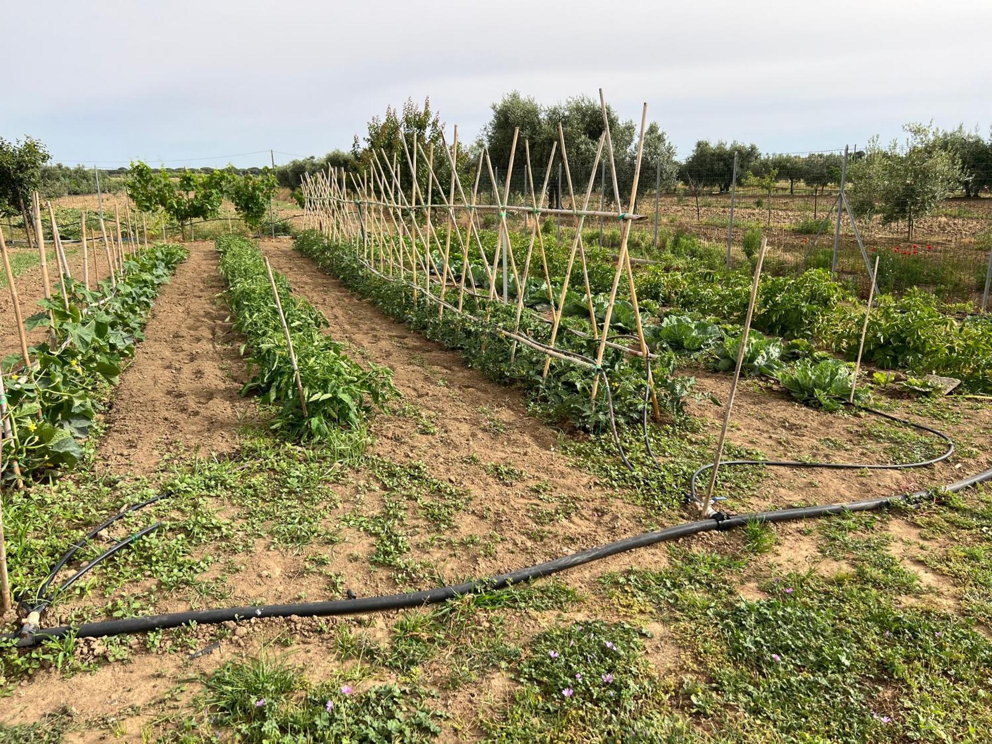 Agriturismo Il Giardino Degli Olivi Appartamenti Castiglione della Pescaia Exterior foto